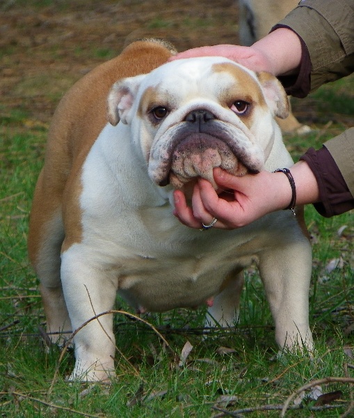 bentley's pride Victory